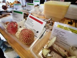 Fete-des-champignons-2024- (76)