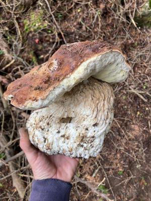Fete-des-champignons-2024- (70)