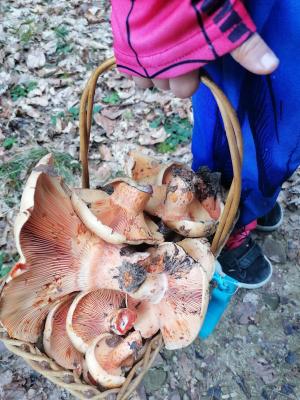 FETE_DES_CHAMPIGNONS_2023 (16)