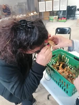 Fete-des-champignons-2024- (61)