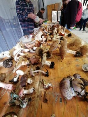 Fete-des-champignons-2024- (58)
