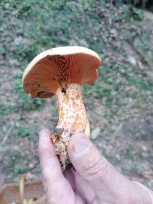 FETE_DES_CHAMPIGNONS_2023 (5)