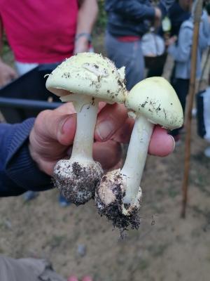 FETE_DES_CHAMPIGNONS_2023 (4)