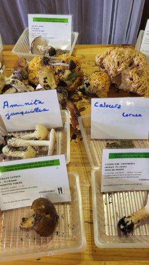Fete-des-champignons-2024- (30)