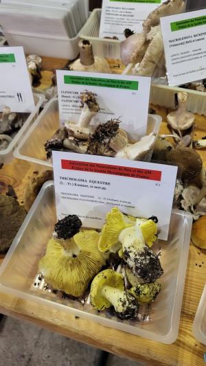 Fete-des-champignons-2024- (90)