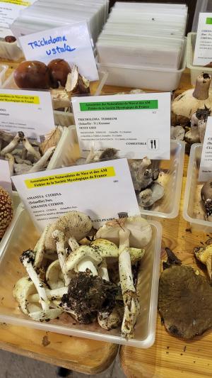 Fete-des-champignons-2024- (92)