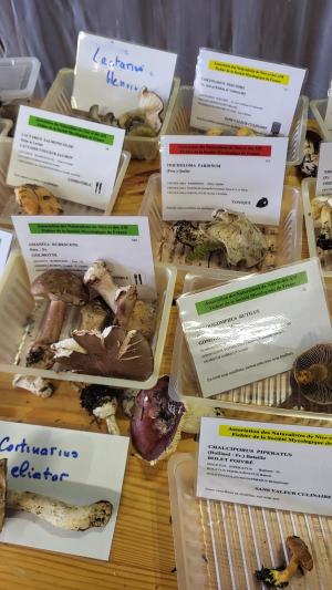 Fete-des-champignons-2024- (95)