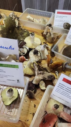 Fete-des-champignons-2024- (86)
