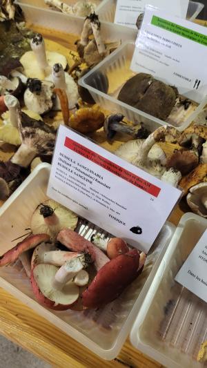 Fete-des-champignons-2024- (100)