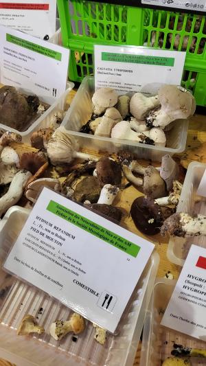 Fete-des-champignons-2024- (99)