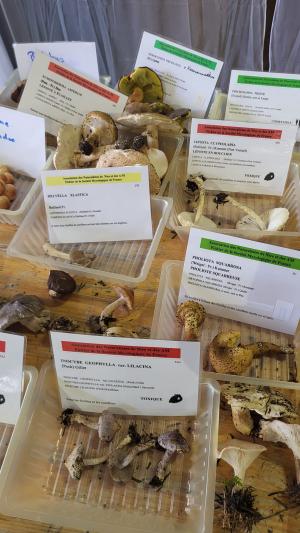 Fete-des-champignons-2024- (93)