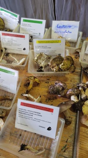 Fete-des-champignons-2024- (97)