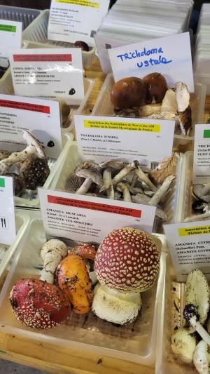 Fete-des-champignons-2024- (88)