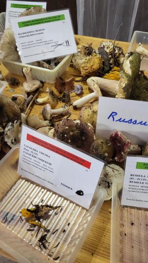 Fete-des-champignons-2024- (96)