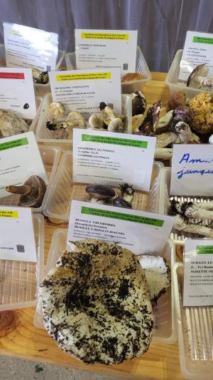 Fete-des-champignons-2024- (101)