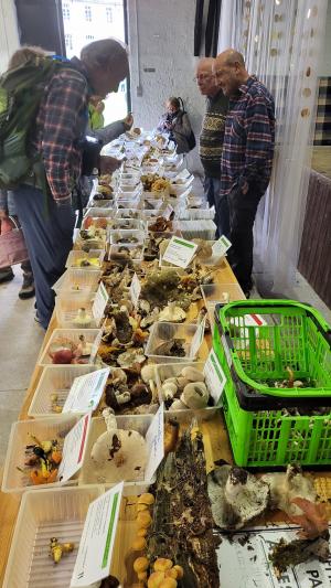 Fete-des-champignons-2024- (27)