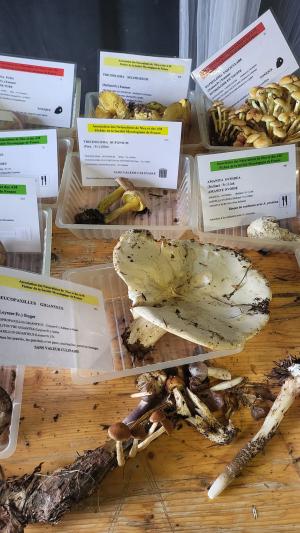 Fete-des-champignons-2024- (26)