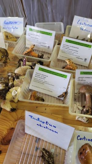 Fete-des-champignons-2024- (87)