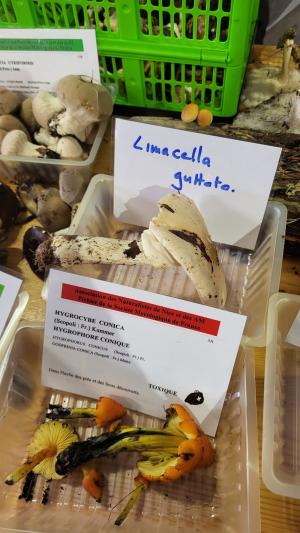 Fete-des-champignons-2024- (85)