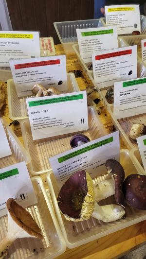 Fete-des-champignons-2024- (98)