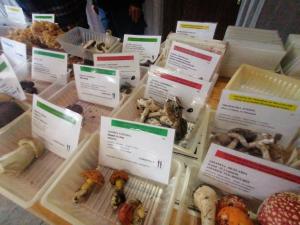 Fete-des-champignons-2024- (80)