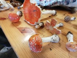 FETE_DES_CHAMPIGNONS_2023 (21)
