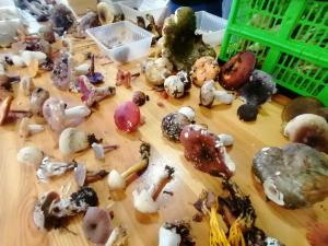 Fete-des-champignons-2024- (81)