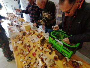 Fete-des-champignons-2024- (63)